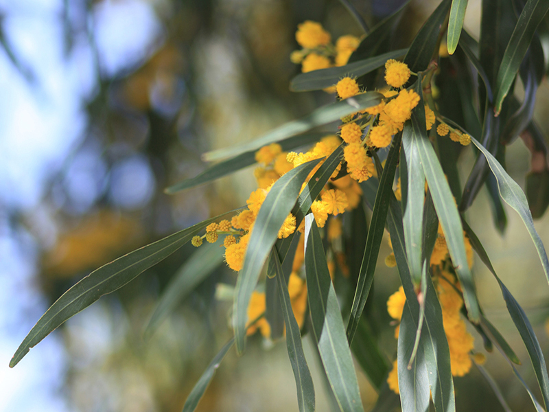 Image of a Golden Wattle